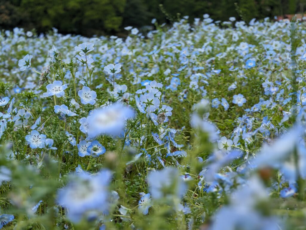 画像に alt 属性が指定されていません。ファイル名: PXL_20240408_053500814.RAW-01.COVER_-1024x771.jpg